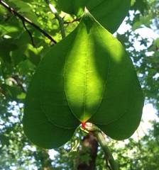 Smilax excelsa