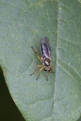 Atomosia rufipes