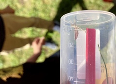 Agriphila straminella