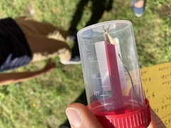 Agriphila straminella