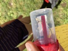 Agriphila straminella