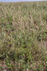 Artemisia mongolica