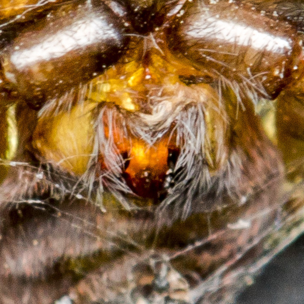 Haplodrassus signifer