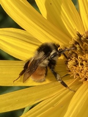 Bombus ternarius