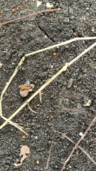 Armadillidium nasatum