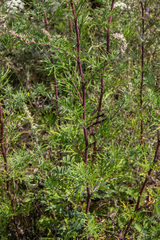 Artemisia mongolica