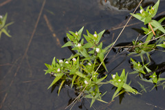 Gratiola ebracteata