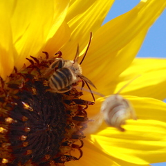 Melissodes robustior