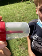 Agriphila straminella