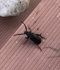 Prionus coriarius
