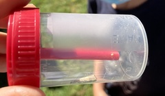 Agriphila straminella