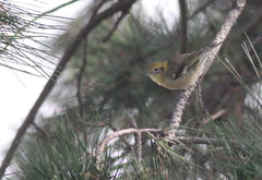 Peucedramus taeniatus