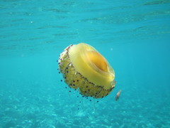 Cotylorhiza tuberculata