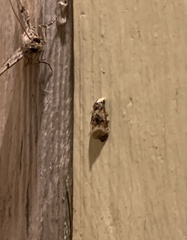 Phalonidia memoranda