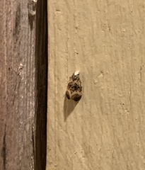 Phalonidia memoranda