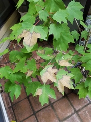 Xylella fastidiosa