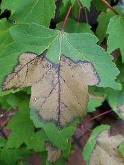 Xylella fastidiosa