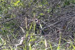 Toxostoma curvirostre