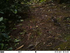 Micrastur ruficollis