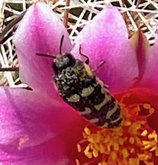 Acmaeodera alicia