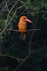 Pelargopsis amauroptera