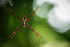 Argiope luzona