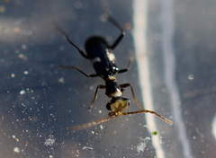 Youngatroglops donckieri