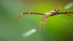 Argiope luzona