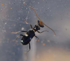 Youngatroglops donckieri