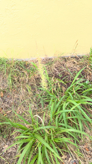 Setaria scheelei