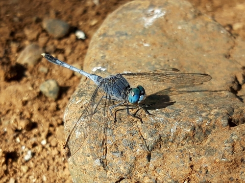 Chalky Percher, photo 3 of 10