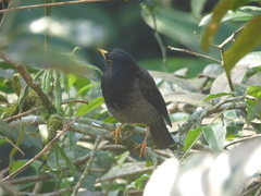 Turdus flavipes