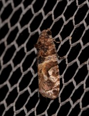 Lobesia transtrifera