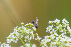 Sphegina