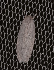 Agriophara cinderella