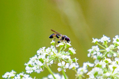 Sphegina