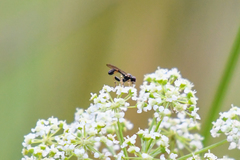 Sphegina