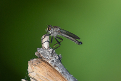 Neomochtherus willistoni