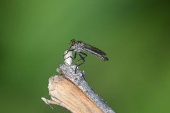 Neomochtherus willistoni