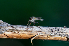 Neomochtherus willistoni