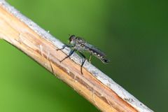 Neomochtherus willistoni