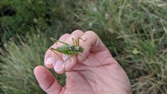 Ephippiger discoidalis