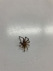 Araneae