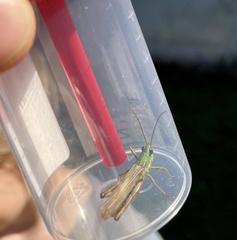 Pseudochorthippus parallelus