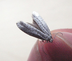 Yponomeuta evonymella