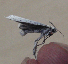 Yponomeuta evonymella