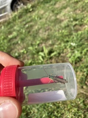 Pseudochorthippus parallelus