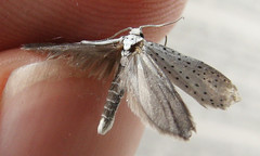 Yponomeuta evonymella