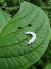 Macremphytus tarsatus