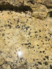 Lampanella minima